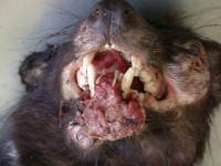 Tasmanian Tiger cancer