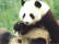 June 2005 - In bed with the Panda